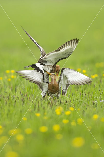 Black-tailed Godwit (Limosa limosa)