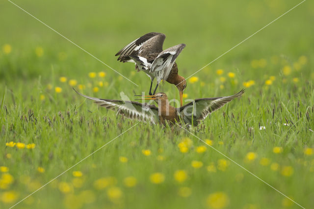 Black-tailed Godwit (Limosa limosa)
