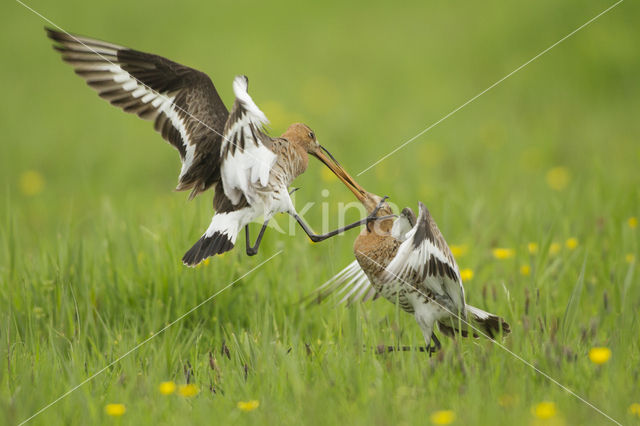 Black-tailed Godwit (Limosa limosa)