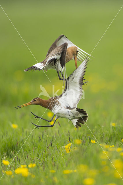 Black-tailed Godwit (Limosa limosa)