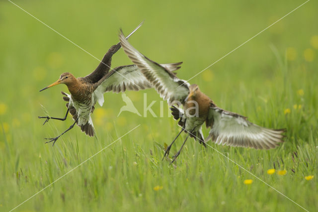 Grutto (Limosa limosa)