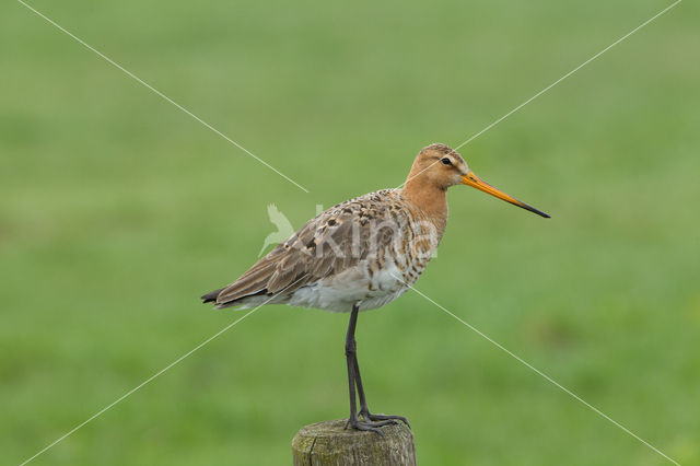 Black-tailed Godwit (Limosa limosa)