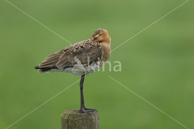 Black-tailed Godwit (Limosa limosa)