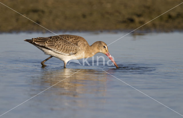 Grutto (Limosa limosa)