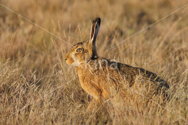 Brown Hare (Lepus europaeus)