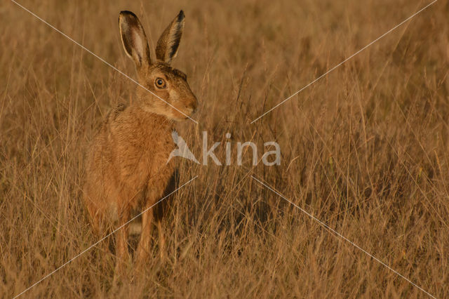 Brown Hare (Lepus europaeus)