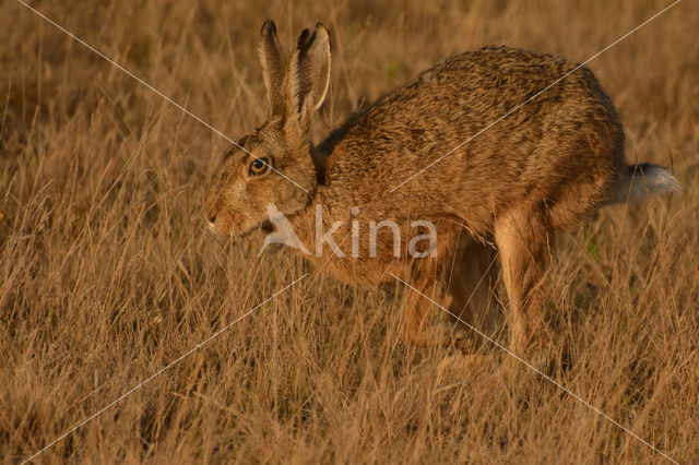 Brown Hare (Lepus europaeus)