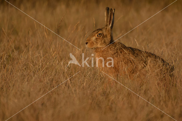 Brown Hare (Lepus europaeus)