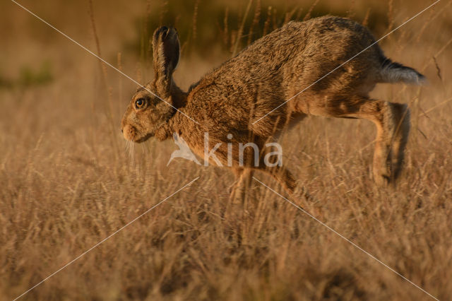 Brown Hare (Lepus europaeus)