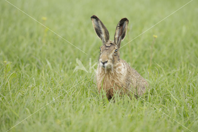 Haas (Lepus europaeus)