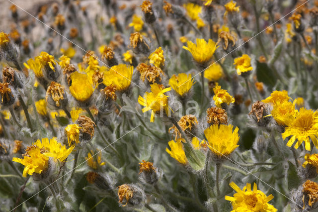 hairy hawkweed (Hieracium longipilum)