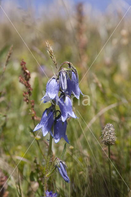 Harig klokje (Campanula barbata)