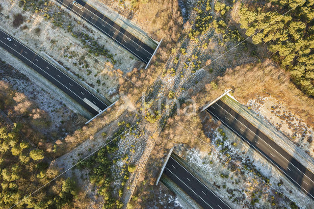 Harm van de Veen Wildlife crossing