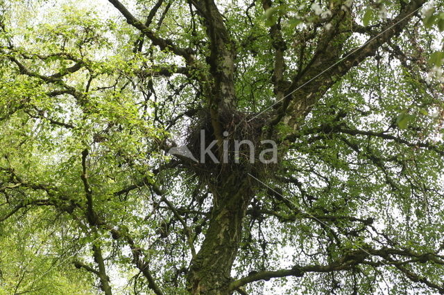 Goshawk (Accipiter gentilis)