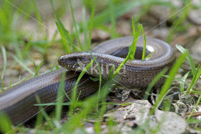 Hazelworm (Anguis fragilis)