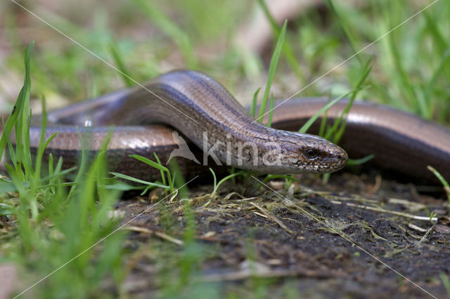 Hazelworm (Anguis fragilis)