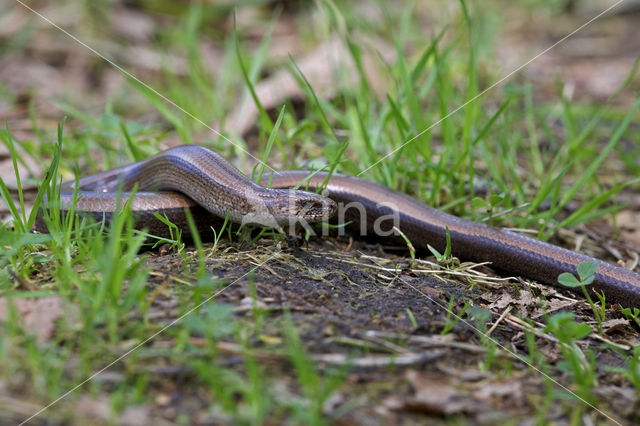 Hazelworm (Anguis fragilis)