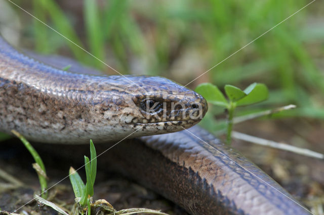 Hazelworm (Anguis fragilis)