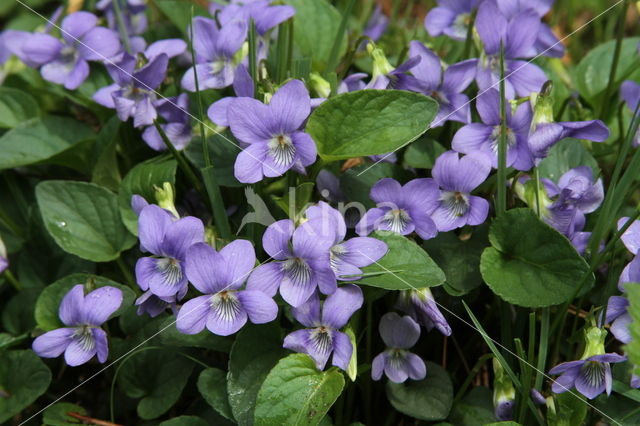 Hondsviooltje (Viola canina)