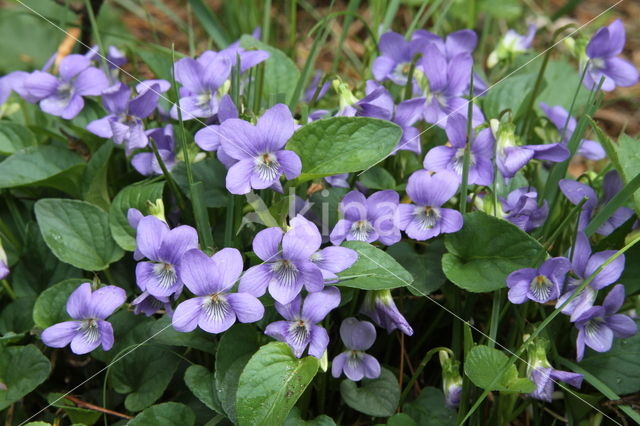 Hondsviooltje (Viola canina)