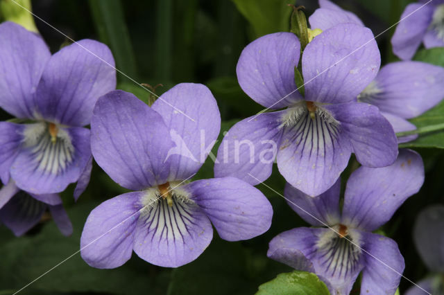 Hondsviooltje (Viola canina)