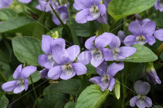 Hondsviooltje (Viola canina)