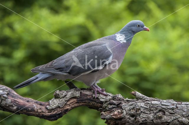 Wood Pigeon