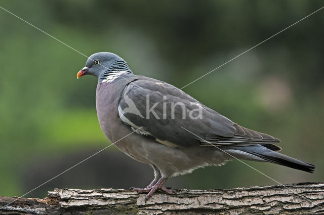 Houtduif (Columba palumbus)