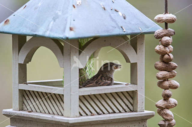 Huismus (Passer domesticus)