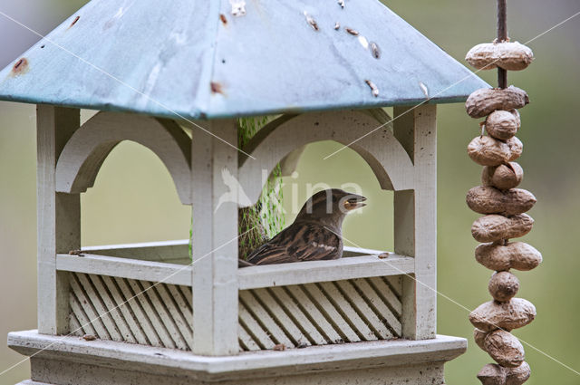 Huismus (Passer domesticus)