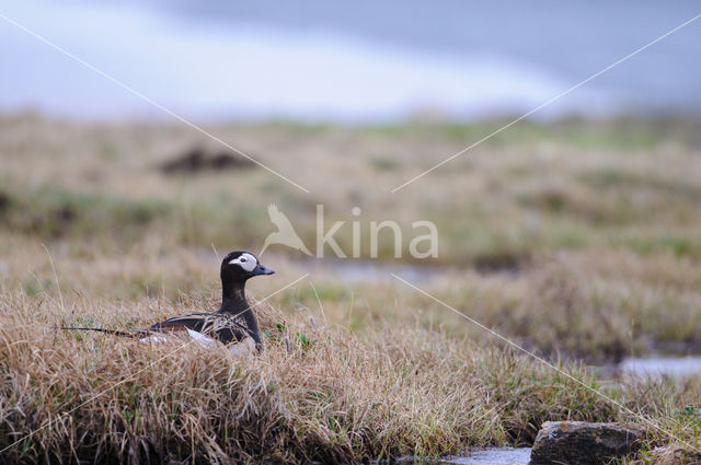 Long-tailed Duck