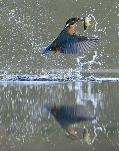 Kingfisher (Alcedo atthis)