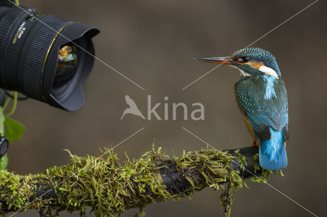 Kingfisher (Alcedo atthis)