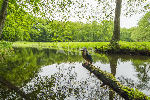 IJsvogel (Alcedo atthis)