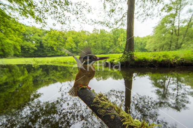 IJsvogel (Alcedo atthis)