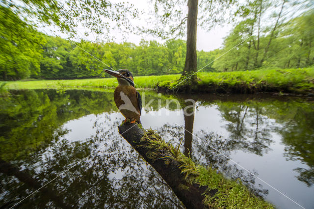 IJsvogel (Alcedo atthis)