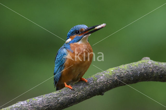 Kingfisher (Alcedo atthis)