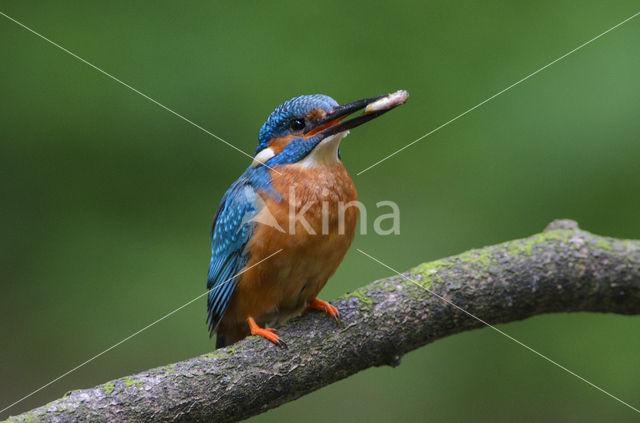 IJsvogel (Alcedo atthis)