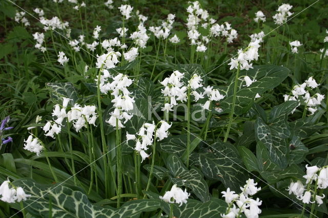 Italiaanse aronskelk (Arum italicum)