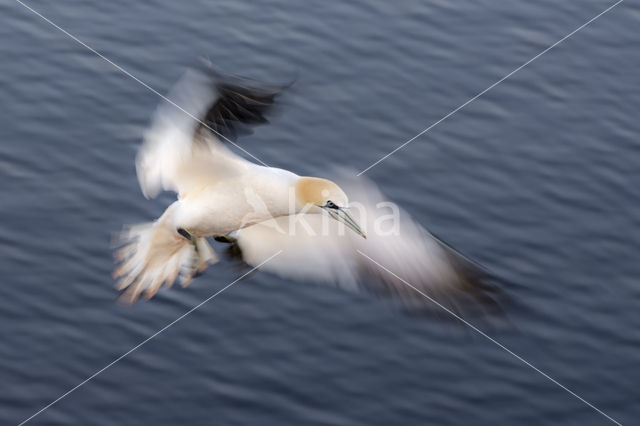 Northern Gannet (Morus bassanus)