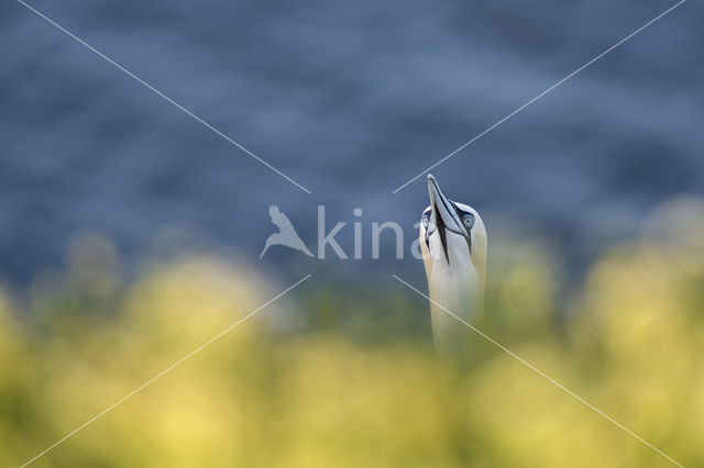 Northern Gannet (Morus bassanus)