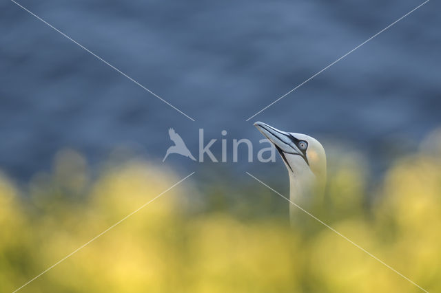 Northern Gannet (Morus bassanus)