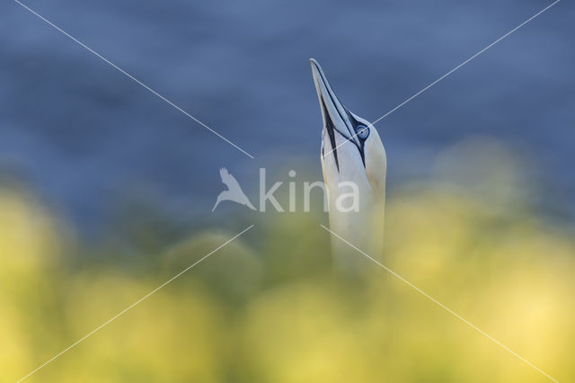 Northern Gannet (Morus bassanus)