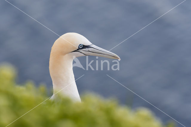 Northern Gannet (Morus bassanus)