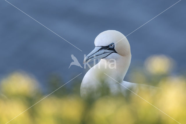 Northern Gannet (Morus bassanus)