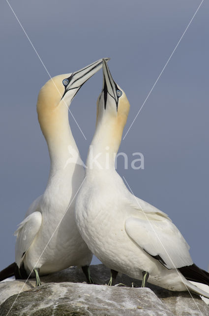 Northern Gannet (Morus bassanus)