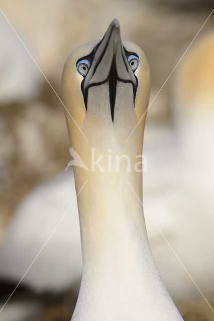 Northern Gannet (Morus bassanus)