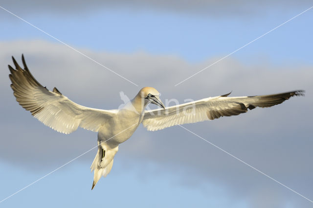 Northern Gannet (Morus bassanus)