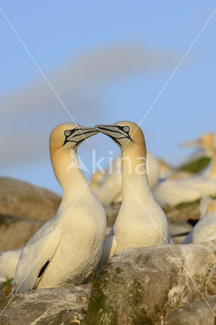 Northern Gannet (Morus bassanus)