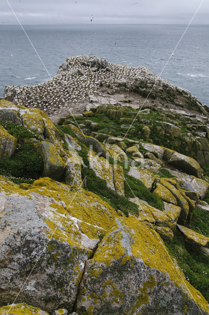 Northern Gannet (Morus bassanus)